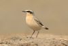 Wheatear at Fleet Head (Steve Arlow) (37265 bytes)